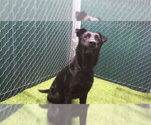 Labrador Retriever Dogs for adoption in Downey, CA, USA