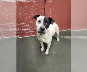 Mutt Dogs for adoption in San Antonio, TX, USA