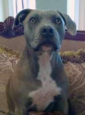 American Staffordshire Terrier Dogs for adoption in Mooresville, NC, USA