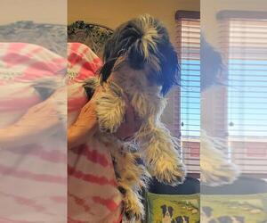 Shih Tzu Dogs for adoption in Amarillo, TX, USA