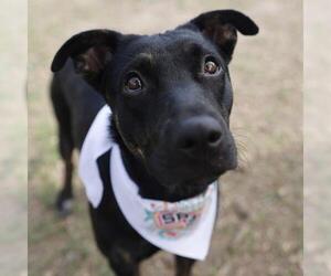 Medium Photo #1 Mutt Puppy For Sale in San Antonio, TX, USA