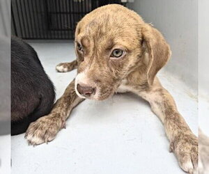 Mutt Dogs for adoption in Houston, TX, USA