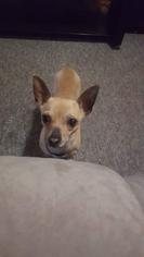 Chihuahua Dogs for adoption in Moundridge, KS, USA