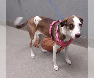 Pointer-Unknown Mix Dogs for adoption in Las Vegas, NV, USA