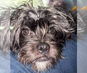 Affenpinscher-Cairn Terrier Mix Dogs for adoption in San Antonio, TX, USA
