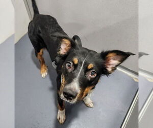 Australian Shepherd Dogs for adoption in Walnutport, PA, USA