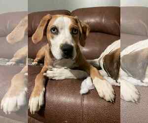 Bernese Mountain Dog-Unknown Mix Dogs for adoption in Columbus, IN, USA