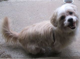 Lhasa Apso Dogs for adoption in East Brunswick, NJ, USA