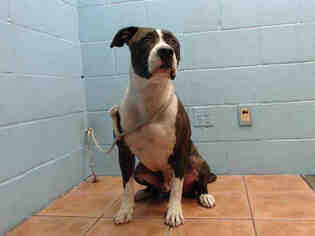 American Staffordshire Terrier Dogs for adoption in Downey, CA, USA