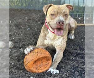 Mutt Dogs for adoption in Orange, CA, USA