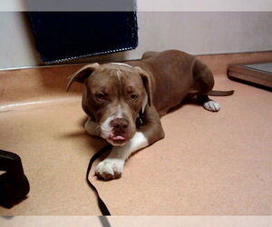 American Pit Bull Terrier-Unknown Mix Dogs for adoption in Martinez, CA, USA