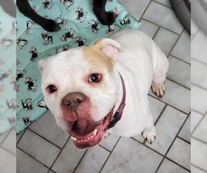 Bulldog Dogs for adoption in Westmont, IL, USA
