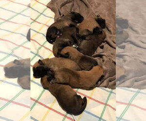 Mutt Dogs for adoption in Imlay City, MI, USA
