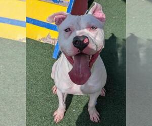 American Bulldog-Unknown Mix Dogs for adoption in Rockwall, TX, USA