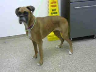 Boxer Dogs for adoption in Aurora, CO, USA