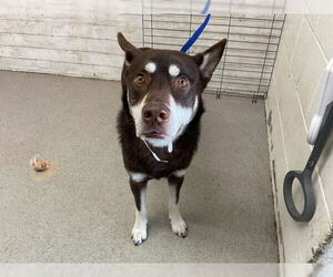 German Shepherd Dog-Siberian Husky Mix Dogs for adoption in San Bernardino, CA, USA