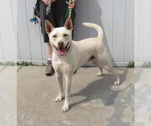 Huskies -Unknown Mix Dogs for adoption in Louisville, KY, USA