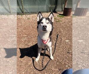 Siberian Husky Dogs for adoption in Waterford, VA, USA