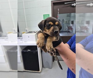 German Shepherd Dog-Unknown Mix Dogs for adoption in Corpus Christi, TX, USA