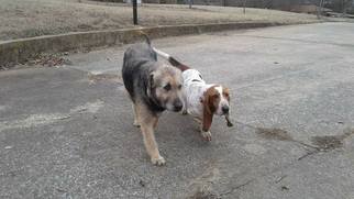 Basset Hound Dogs for adoption in Nashville, TN, USA