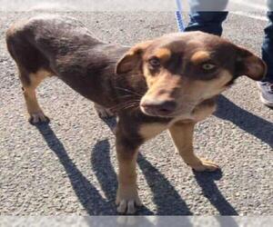 Doberman Pinscher Dogs for adoption in Lodi, CA, USA