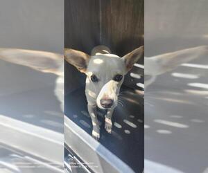 Chihuahua-Unknown Mix Dogs for adoption in San Antonio, TX, USA