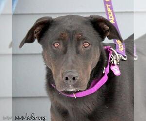 Doberman Pinscher-Retriever  Mix Dogs for adoption in Cheyenne, WY, USA