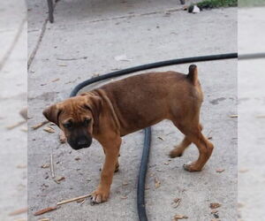 Boxer-Unknown Mix Dogs for adoption in Clinton , MI, USA