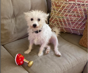 Maltese-Unknown Mix Dogs for adoption in Spring, TX, USA