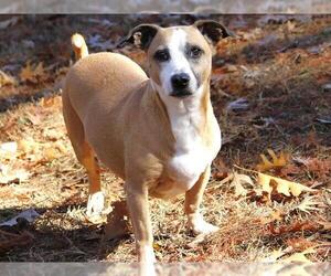 Chihuahua-Unknown Mix Dogs for adoption in Tallahassee, FL, USA