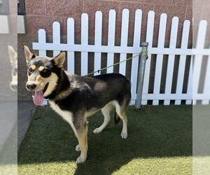 Siberian Husky-Unknown Mix Dogs for adoption in Modesto, CA, USA