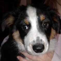 Australian Terrier Dogs for adoption in Commerce, GA, USA