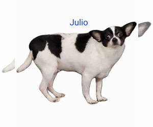 Chihuahua Dogs for adoption in Thomasville, NC, USA