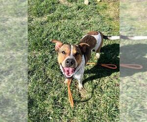 Mutt Dogs for adoption in Louisville, KY, USA