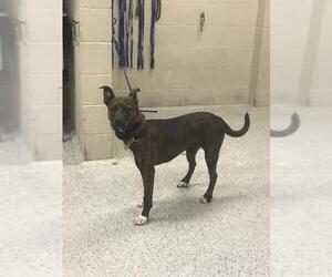 Labrador Retriever-Unknown Mix Dogs for adoption in Conroe, TX, USA