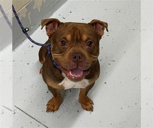 American Bulldog-Unknown Mix Dogs for adoption in Conroe, TX, USA