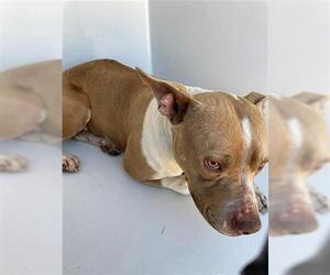 American Pit Bull Terrier-Unknown Mix Dogs for adoption in Houston, TX, USA