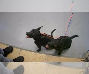 Australian Kelpie Dogs for adoption in Tulsa, OK, USA