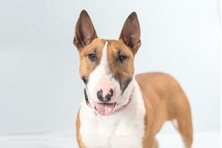 Bull Terrier Dogs for adoption in Santa Cruz, CA, USA