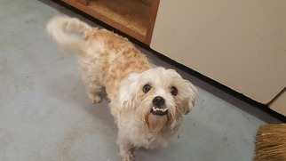Shih Tzu Dogs for adoption in Beckley, WV, USA