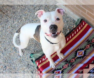 American Pit Bull Terrier Dogs for adoption in Fort Wayne, IN, USA