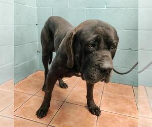 Mutt Dogs for adoption in Downey, CA, USA