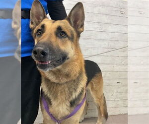 German Shepherd Dog Dogs for adoption in San Bernardino, CA, USA