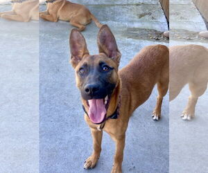 Mutt Dogs for adoption in San Diego, CA, USA