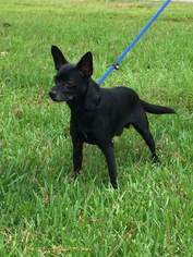 Chihuahua Dogs for adoption in Hanover, PA, USA