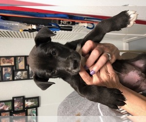 Medium Photo #1 Labrador Retriever-Unknown Mix Puppy For Sale in Troy, IL, USA