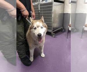 Siberian Husky Dogs for adoption in Long Beach, CA, USA