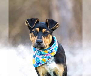 Mutt Dogs for adoption in Unionville, PA, USA
