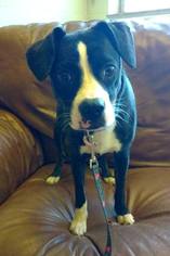 Medium Photo #1 Boston Terrier-Boxer Mix Puppy For Sale in Bardstown, KY, USA