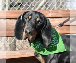 Black and Tan Coonhound Dogs for adoption in Riverwoods, IL, USA